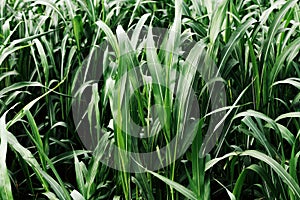 Sorghum Ãâ drummondii or sudan grass plantation